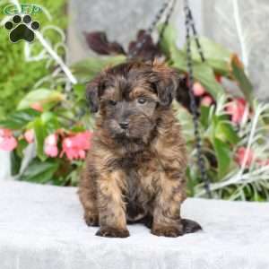 Ranger, Yorkie Poo Puppy